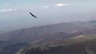 Пятая встреча с орлом в полете