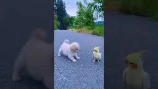 cute puppy and parrot.
