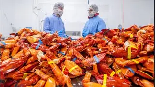 How Expensive Lobster is Processed | Amazing Lobster Catching Technology | Food Factory
