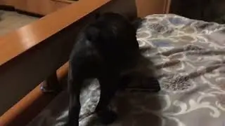 И где у него кнопка?