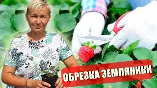 ЗЕМЛЯНИКА САДОВАЯ (КЛУБНИКА): ПРАВИЛЬНАЯ ОБРЕЗКА В АВГУСТЕ И ОСЕНЬЮ