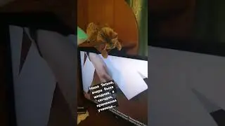 смешные кошечки БУДУЩАЯ четвероногая портниха... 😀