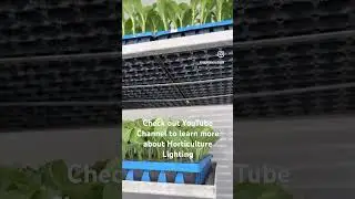 Grafting production in tomato 🍅 and cucumber 🥒  #greenhousemanagement #horticulturelighting