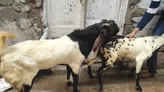 Bakra Mating Bakra Breeding Video ছাগল ম্যাটিং ভিডিও Sale Nagfani Bakri Mating With Totapari Patha
