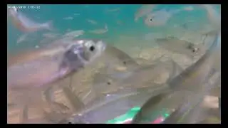класс 16 подводная рыбалка 4 подводная видео съёмка с музыкой релаксирующей и расслабляющей