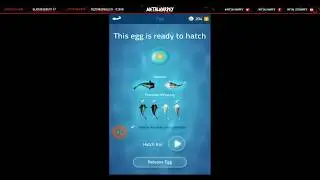 Zen Koi Mass Sheet