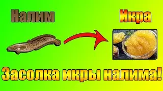 Что приготовить из НАЛИМА!!! Как ПОСОЛИТЬ ИКРУ РЕЧНОЙ РЫБЫ просто в ДОМАШНИХ УСЛОВИЯХ!!!