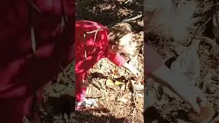 Съедобные каштаны #добыча #дичь