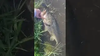 NEW PB Largemouth! MONSTER FISH!