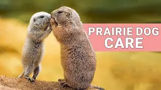 Prairie Dog Care 101