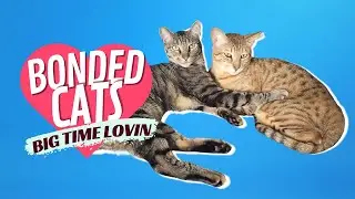 Three Bonded Cats Loving #catlovers #bondedcats