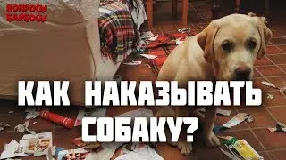 Как наказывать собаку? Можно ли бить? Как хвалить собаку?
