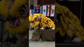 USDLDF National Dragon and Lion Dance Championships  mua lan 舞獅 舞狮 barongsai tarian singa