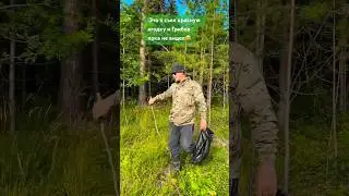 Любите Лес 🌲 ?  #лес #грибы #деревенскаяжизнь #гэлвин