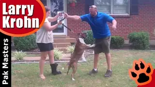 Human aggressive pit bull mix with Larry Krohn