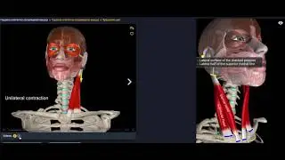 Анатомия. Грудино-ключично-сосцевидной мышцы. Функции, начало, крепление