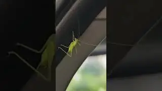 Grasshopper in a car #grasshopper #shorts