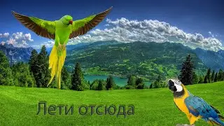 Лети отсюда