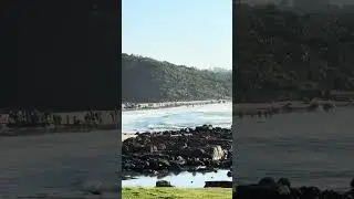 3 nets of sardines getting pulled in on Port Edward beach 31/5/2025 