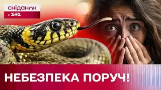 ЗМІЇ ЗАПОВЗАЮТЬ У КВАРТИРИ! Що робити?