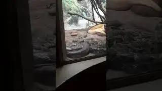 serpientes zoológico Guadalajara