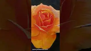 How to Paint Orange Rose? / Short Time-lapse / JMLisondra #shorts #painting #acrylic #art