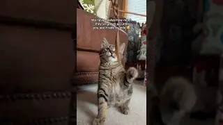 When your cat grows up too fast 😭