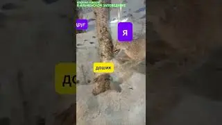 короче говоря, ИЛЬМЕНСКИЙ ЗАПОВЕДНИК