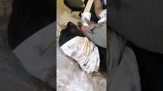 Моя тетя спасает собаку. Бедный ДЖОНИ! Сегодня очевидно не его день.. Он упал в ёмкость с битумом!