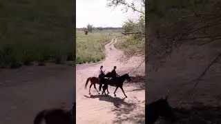 Сәйгүлік