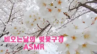 [벚꽃ASMR] 비오는날 벚꽃구경 해봤니? | 숨어있는 벚꽃명소| 매화꽃길 | 꽃구경 |청주벚꽃