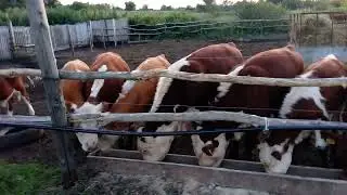 вот такие красавцы подрастают и готовятся встречать зиму .