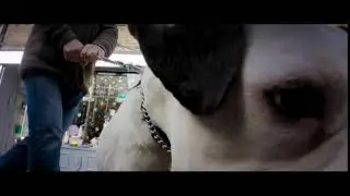 Лапа кота