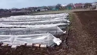 Обработка клубники после непогоды