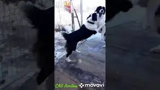 САО Алабаи-Волкодавы.