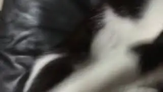 Our cat Junior is getting hyper