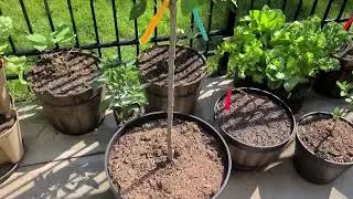 Early Summer Garden Tour 2023