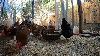 Backyard Chickens Fun Relaxing Continuous Video Sounds Noises Hens Clucking Roosters Crowing!