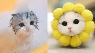 Cute little cat 😺 animals 2023 | Part 35