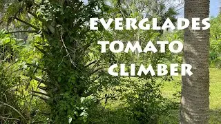Everglades Tomato Climbing a Palm Tree