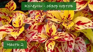 #2 Колеусы - обзор лучших сортов, 2024