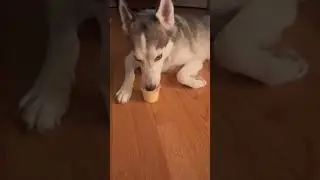 ОЧЕНЬ ВКУСНО#happylove #собака #funny