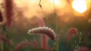 Summer Dawn - (Original song)