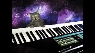 Кошка играет на пианино