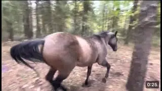 Caballo patea un árbol, se tira un pedo y escapa COMPLETO 🐎