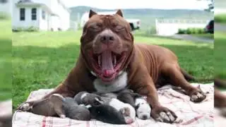 7 Животных В Существование Которых Сложно Поверить