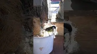 Пакля🌱Синицы🌱5.04.2024