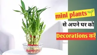 ugaoo two layer bamboo plant | ugaoo brazilian wood