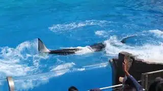 Orca Show: Sea World, San Diego, CA: Feb. 2022