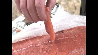 Паразиты в рыбе, опасные для человека. Зараженная рыба